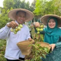 Wali Kota Depok Supian Suri memanen Bayam Brazil di KWT Angsana, Sawangan. Ia mengapresiasi pemanfaatan lahan fasos-fasum sebagai kebun produktif untuk mendukung ketahanan pangan.