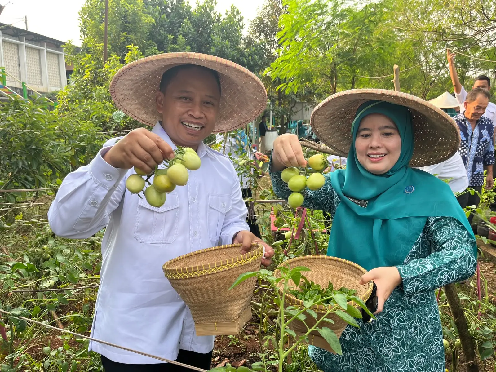 Wali Kota Depok Supian Suri memanen Bayam Brazil di KWT Angsana, Sawangan. Ia mengapresiasi pemanfaatan lahan fasos-fasum sebagai kebun produktif untuk mendukung ketahanan pangan.